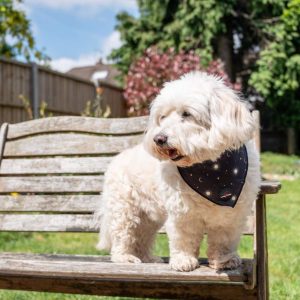 Coats & Clothing | Funk The Dog Night Sky Dog Bandana – Black – Medium Coats & Clothing Coats & Clothing