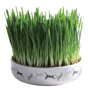 Treats | Cat Grass Seeds With Ceramic Bowl – 1 Pack Cat Cats